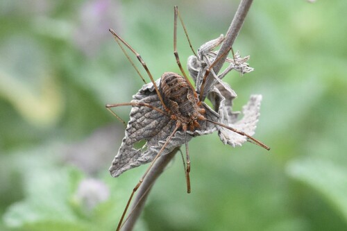 European Harvestman, Groesbeek, Nederland, photo 10 of 10