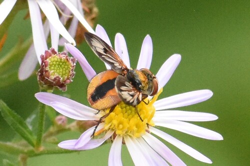 Ectophasia crassipennis, Groesbeek, Nederland, photo 9 of 10