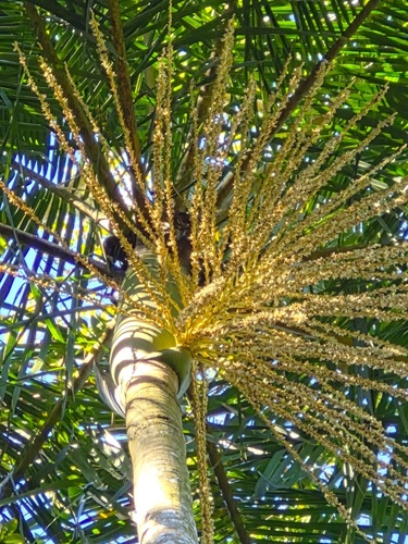 Euterpe edulis