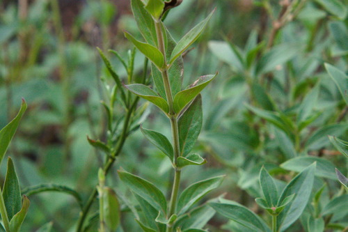 Bouvardia ternifolia, photograph 6