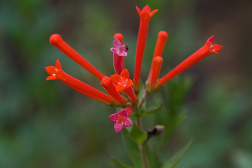 Bouvardia ternifolia, photograph 5