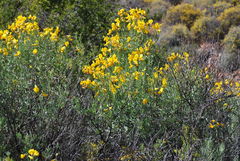 Calobota cytisoides