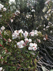 Gaultheria hispida