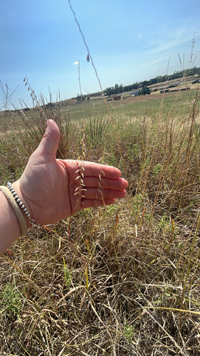 sideoats grama