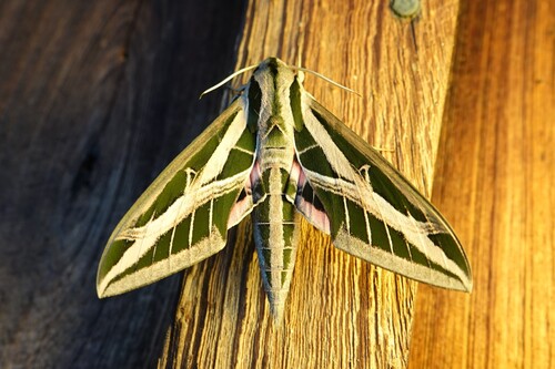 Banded Sphinx