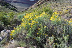 Calobota cytisoides