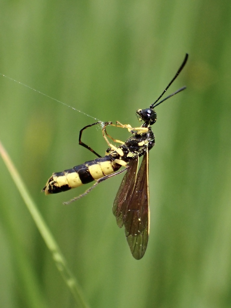 Stem Sawflies