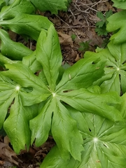 Podophyllum