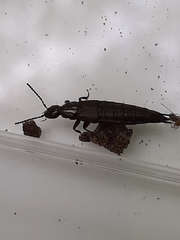 Philonthus decorus