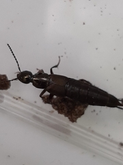 Philonthus decorus