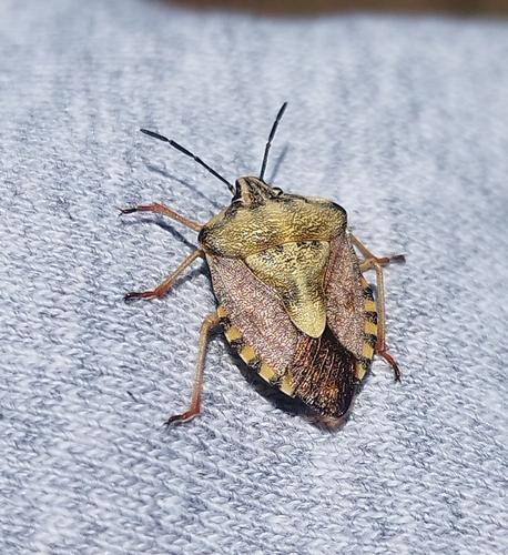 Black-shouldered Shieldbug