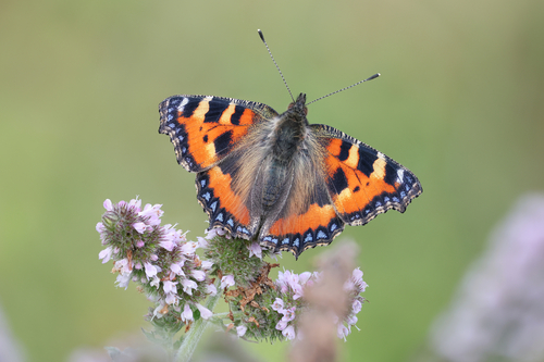 Small Tortoiseshell