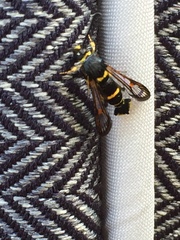 Synanthedon decipiens