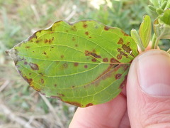 Sphaerulina cornicola