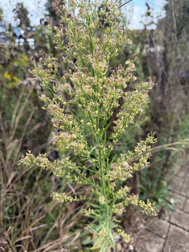 horseweed