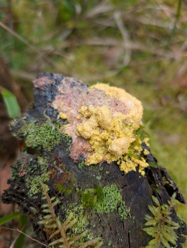 Dog Vomit Slime Mold