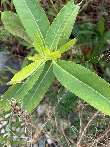 common milkweed