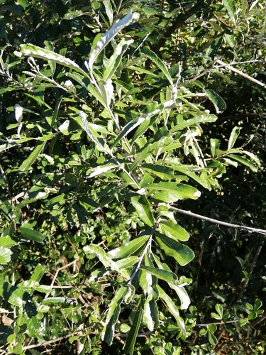 Image of Bitter-Leaf (Brachylaena elliptica) by (c) Christiaan Viljoen, some rights reserved (CC BY)