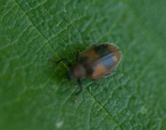 Orchestes alni