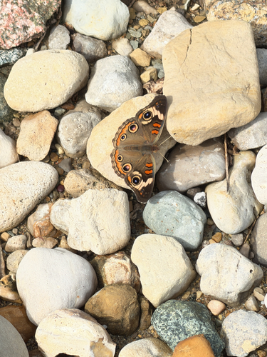 Common Buckeye