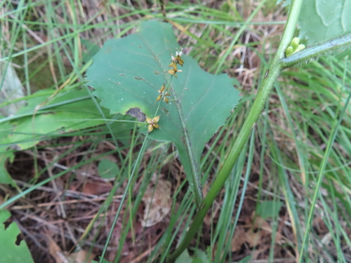 Carex rosea, 2026-09-09