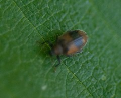Orchestes alni