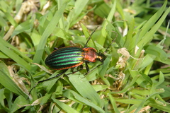 Carabus lineatus lateralis