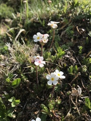 Androsace chamaejasme