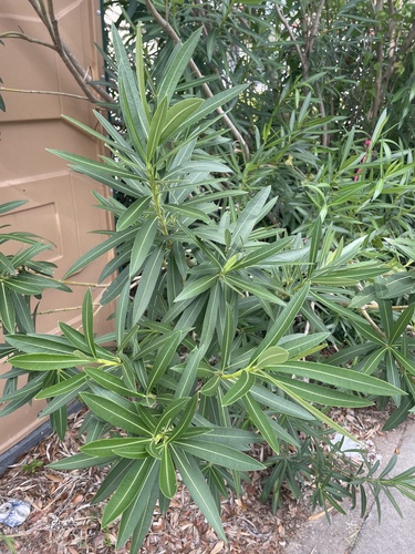 oleander