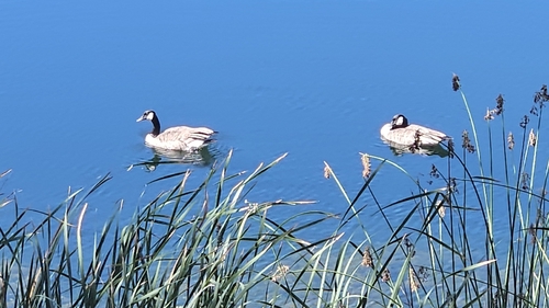 Canada Goose seen in Sonoma Valley