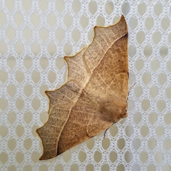 Tetracis cervinaria