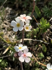 Androsace chamaejasme