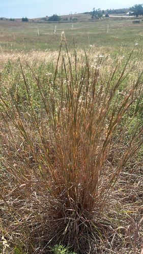 little bluestem