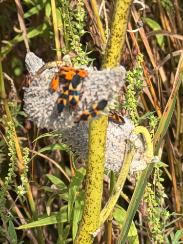 Large Milkweed Bug