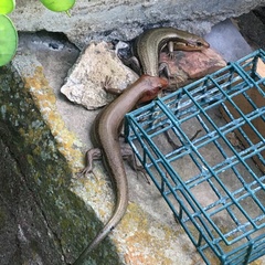 Plestiodon laticeps