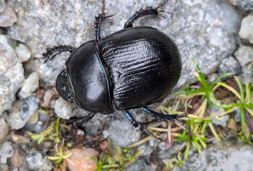 Woodland Dor Beetle