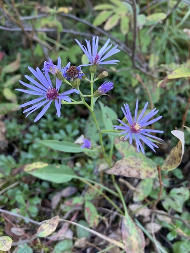 Lindley's Aster