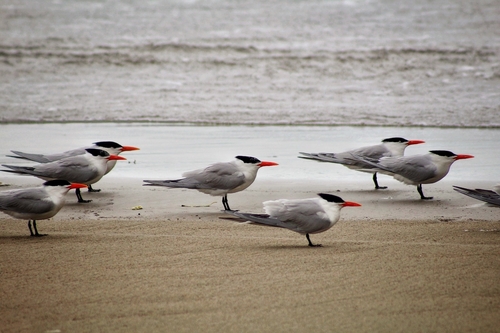 Royal Tern