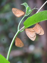 Pentila tropicalis