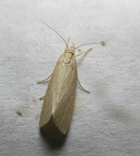 Black-dot Diatraea photo 5