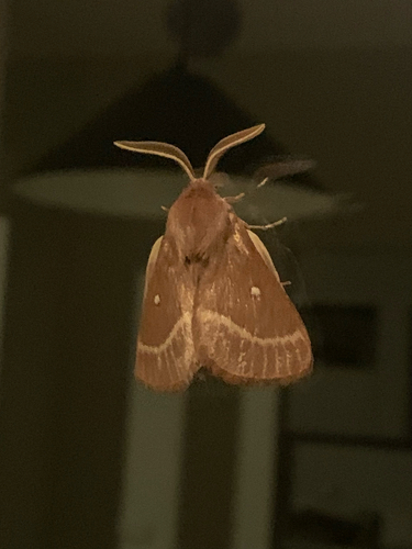 Grass Eggar