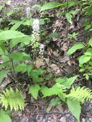 Tiarella austrina