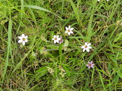 Sisyrinchium chilense