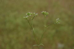 Valerianella pumila