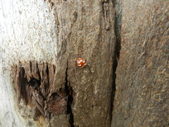 Neocalvia dentatofasciata