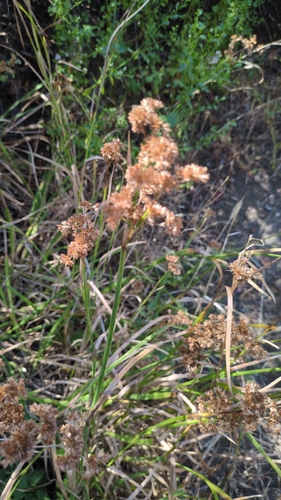 iNaturalist observation photo of flowering plants