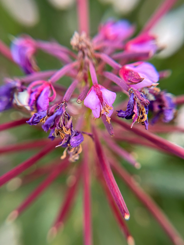 fireweed