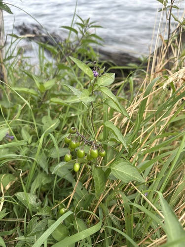 bittersweet nightshade