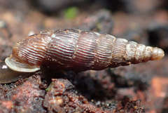 Macrogastra plicatula
