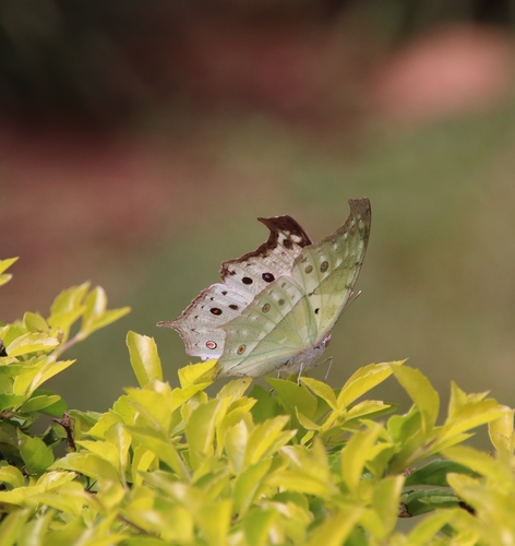 Common Mother-of-Pearl